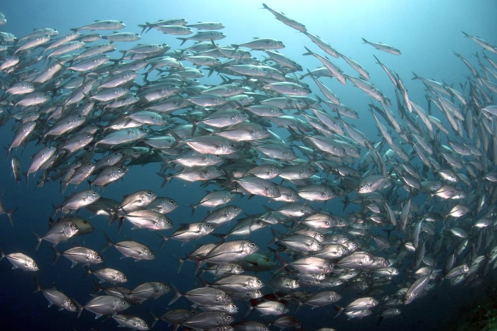 fish 5046836 1280 1024x682 1 Αντικαταθλιπτικά και παυσίπονα: Τοξικό κοκτέιλ ανθρώπινων φαρμάκων μολύνει τα ψάρια των ακτών