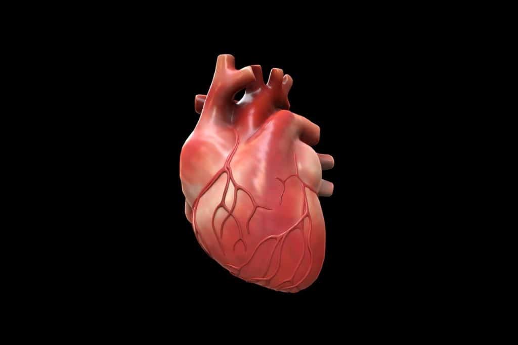 heart 1 1024x683 1