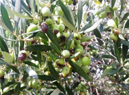 Gloisporio elies 696x516 1 Δήμος Μονεμβασιάς: Ζημιά στην ελαιοκαλλιέργεια από δάκο και γλοιοσπόριο