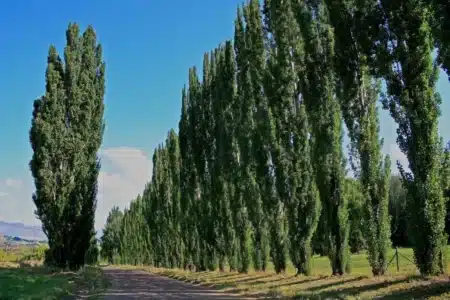Poplar trees 1024x683 1