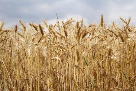 wheat field wheat wheat cultivation agriculture