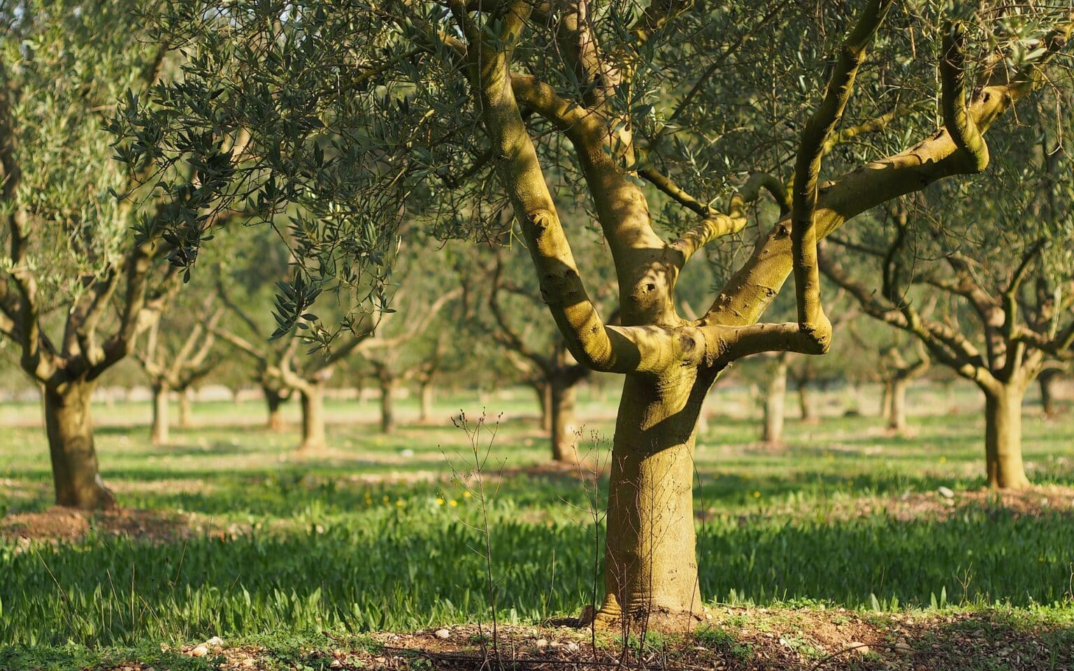 elia Ερωτηματολόγιο Project OliveFeed