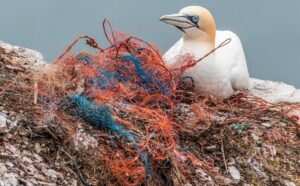 microplastic «Τα μικροπλαστικά έχουν ταξιδέψει ακόμη και σε ακατοίκητες βραχονησίδες»