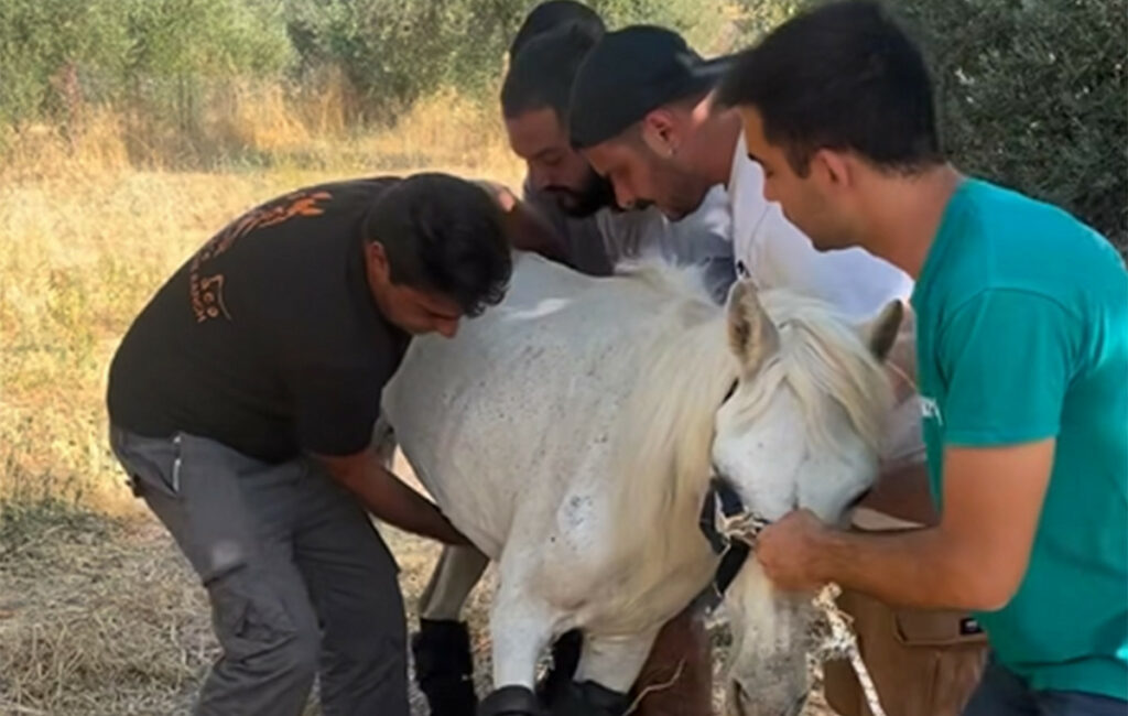 Η συγκλονιστική ιστορία της Μαριάνθης, ενός αλόγου που παλεύει για τη ζωή του