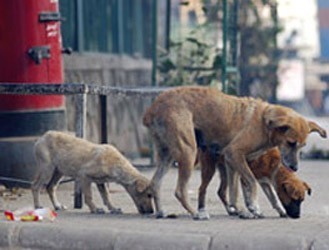 Αλεξανδρούπολη: Νεκρά ζώα από δηλητηριασμένα δολώματα στο Απαλό