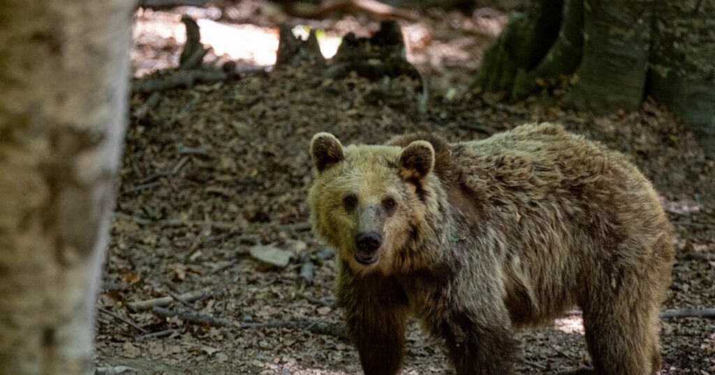 Fat Bear Week: Ξεκινά ο διαγωνισμός της πιο παχιάς αρκούδας στην Αλάσκα