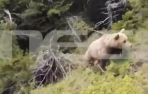 Σοκαριστικές εικόνες από την επίθεση αρκούδας σε ορειβάτη στη Δράμα