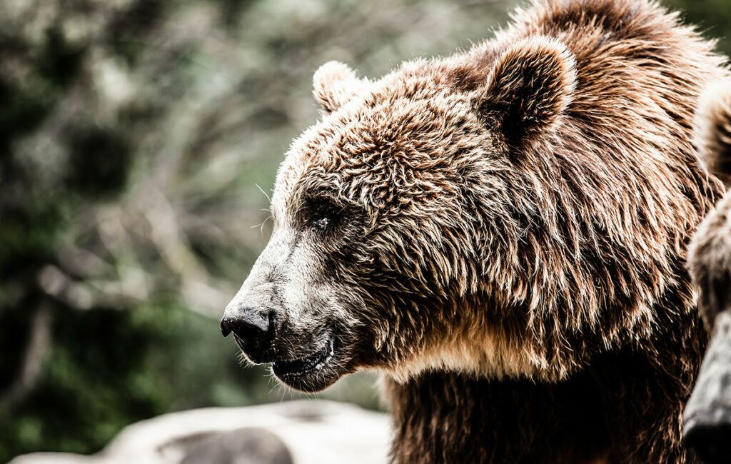 Ηλικιωμένος νοσηλεύεται με σοβαρά τραύματα μετά από επίθεση αρκούδας στη Δόλιανη Ζαγορίου