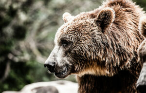Ηλικιωμένος νοσηλεύεται με σοβαρά τραύματα μετά από επίθεση αρκούδας στη Δόλιανη Ζαγορίου