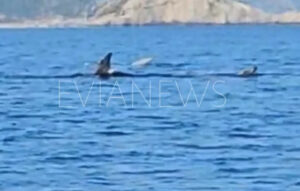 Εντυπωσιακά μεγάλα ψάρια στην Εύβοια