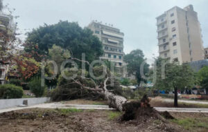 Πτώση δέντρου 15 μέτρων στην Πλατεία Όλγας στην Πάτρα προκαλεί αναστάτωση