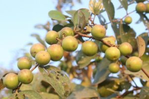 Ανακαλύψεις για τα εκχυλίσματα φύλλων Bidara ως φυσική αντιμικροβιακή πηγή