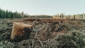 Η Ευρώπη χάνει καθημερινά 600 γήπεδα ποδοσφαίρου σε πράσινες εκτάσεις