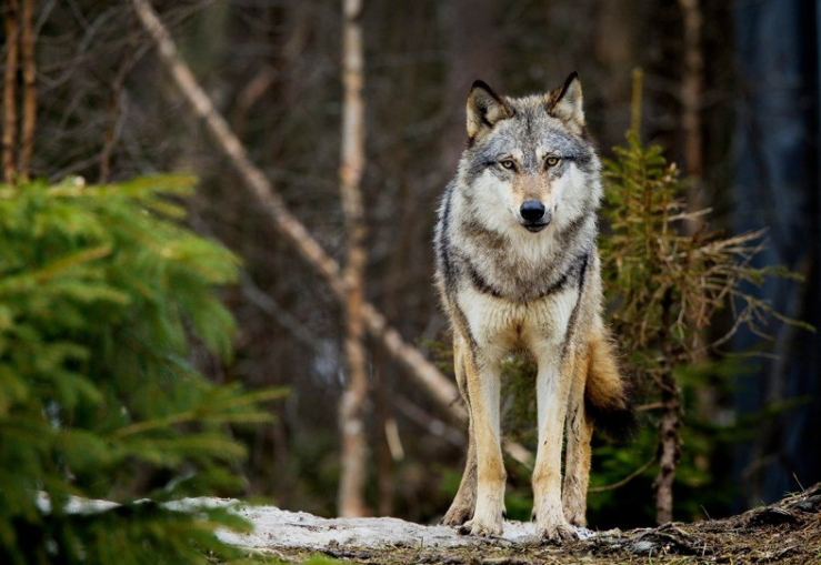 Πάρνηθα: Εισαγγελική εντολή για απομάκρυνση λύκων από το βουνό