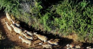 Κώστας Τσιάρας: Δημιουργία Εθνικής Επιτροπής για την ευλογιά των αιγοπροβάτων