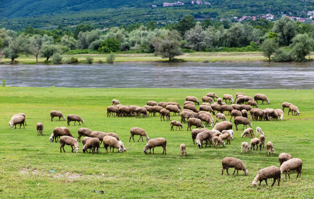 Συνεχιζόμενη η μάχη επιστημόνων και κτηνοτρόφων κατά της ευλογιάς
