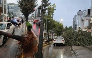 Πτώση δέντρου στη Λεωφόρο Ηρακλείου προκαλεί προβλήματα