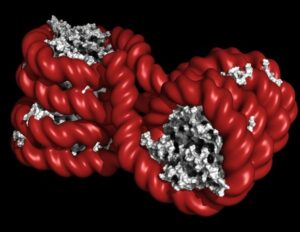 Νέα ανακάλυψη στη ρύθμιση της μεθυλίωσης του DNA ανοίγει δρόμους στην επιγενετική μηχανική