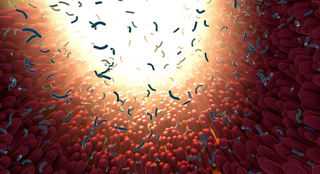 Μπορούν τα βακτήρια του εντέρου να προβλέψουν την ηλικία και τον τρόπο ζωής σας;