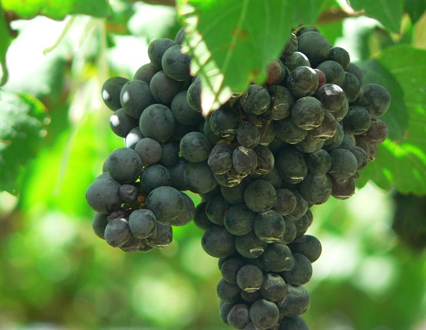 Διατροφή πλούσια σε πολυφαινόλες συνδέεται με χαμηλότερο κίνδυνο καρδιοαγγειακών παθήσεων