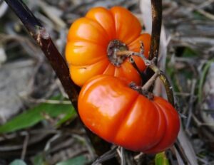 Vegan διατροφή με ανθυγιεινές φυτικές τροφές προάγει μεγαλύτερη απώλεια βάρους από τη Μεσογειακή διατροφή