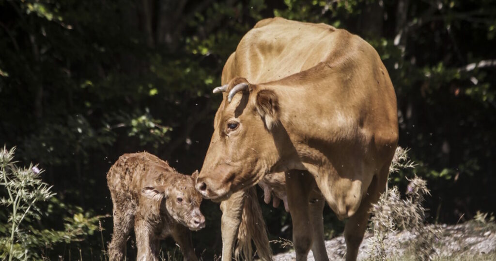 Κορσική: Τέσσερις έφηβοι σκότωσαν αγελάδα και το μοσχαράκι της