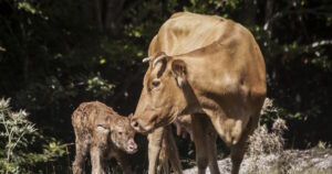 Κορσική: Τέσσερις έφηβοι σκότωσαν αγελάδα και το μοσχαράκι της