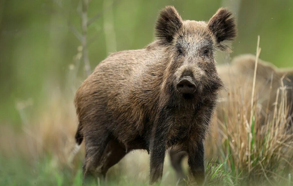 Σύγκρουση οχήματος με αγριογούρουνο στην Εύβοια – Σοβαρές ζημιές στο αυτοκίνητο