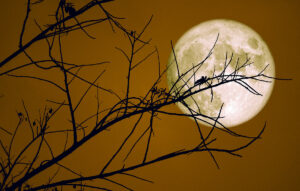 Φεγγάρι του Κάστορα: Η πανσέληνος του Νοεμβρίου και οι συμβολισμοί της