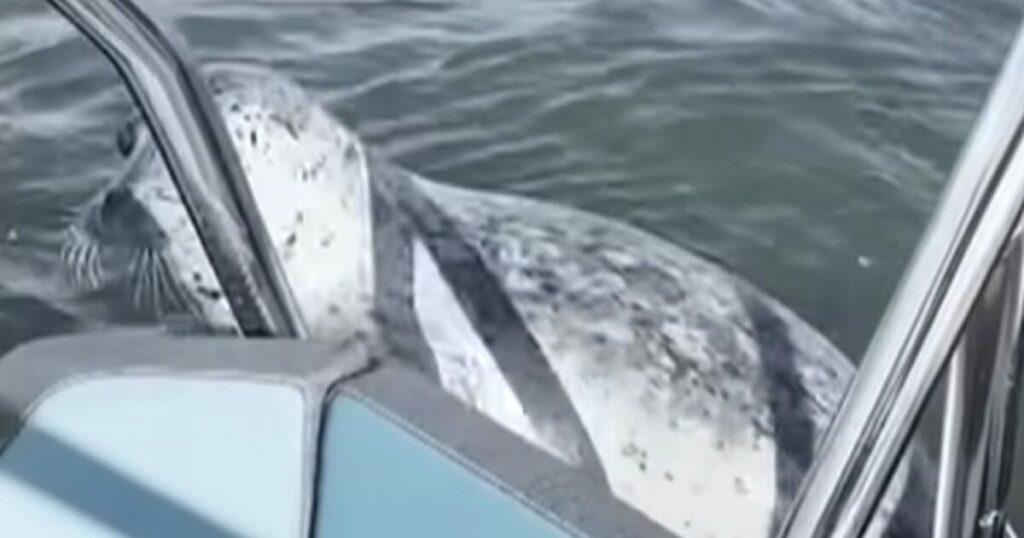 Φώκια σκαρφάλωσε σε σκάφος για να γλιτώσει από φάλαινες δολοφόνους