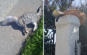 Σοκαριστικά περιστατικά κακοποίησης ζώων στην Ηλεία