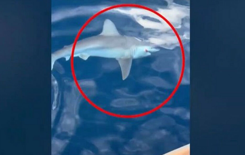 Καρχαρίας τριών μέτρων πιάστηκε από ψαρά στην Αργολίδα