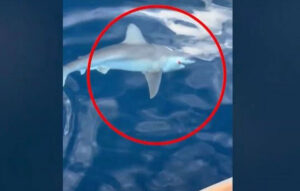 Καρχαρίας τριών μέτρων πιάστηκε από ψαρά στην Αργολίδα