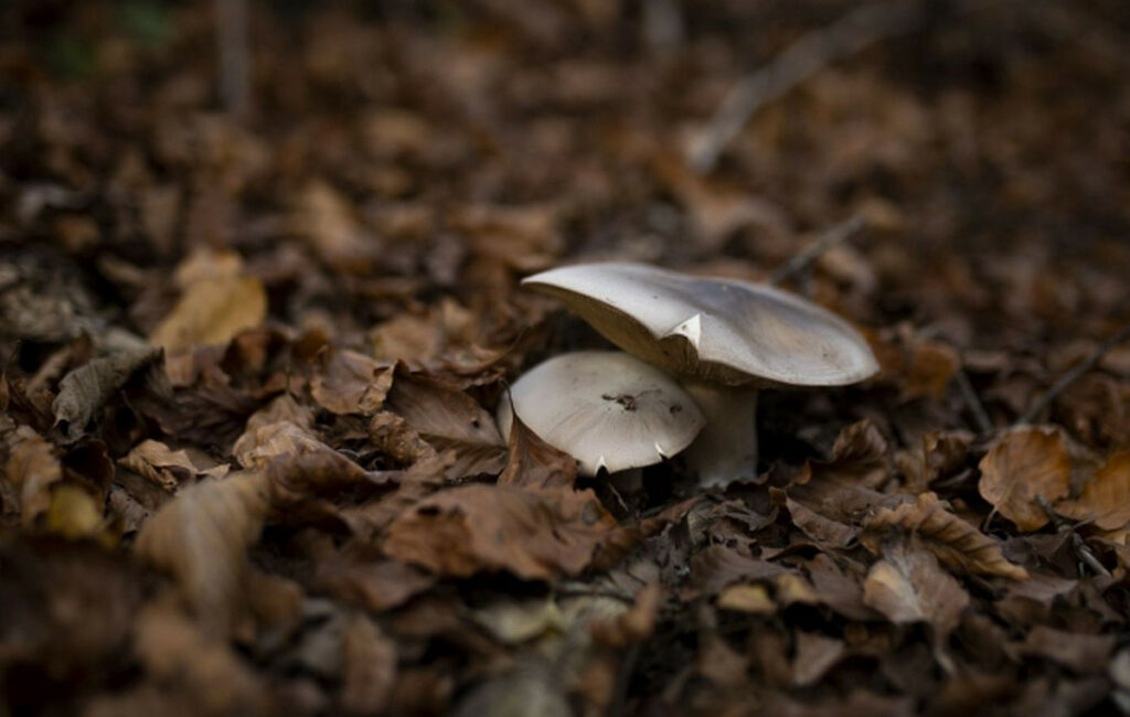 Έδεσσα: Καλή εξέλιξη για το ζευγάρι που δηλητηριάστηκε από μανιτάρια