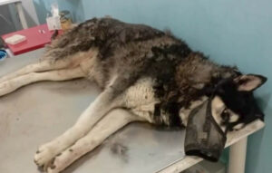 Σαν σήμερα 26 Νοεμβρίου: Η κακοποίηση του Όλιβερ που συγκλόνισε τη χώρα