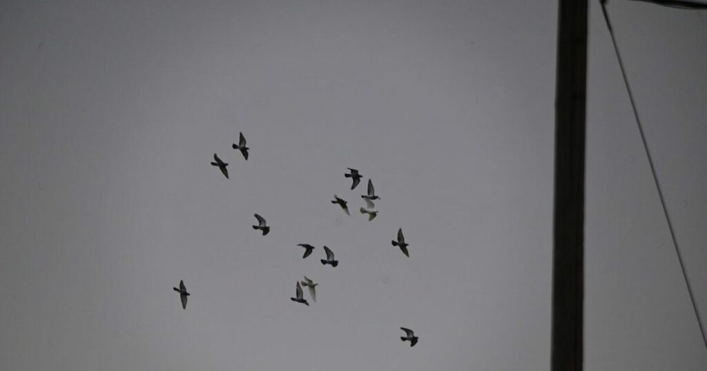 Η Ρωσία εκπαιδεύει περιστέρια «κατασκόπους» με τσιπ εγκεφάλου