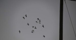 Η Ρωσία εκπαιδεύει περιστέρια «κατασκόπους» με τσιπ εγκεφάλου