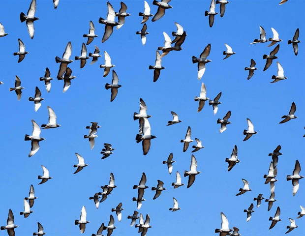 Οι ιοί της γρίπης των πτηνών που αντέχουν σε υψηλές θερμοκρασίες αποτελούν σοβαρή απειλή για τους ανθρώπους