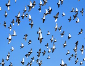 Άγρια πτηνά: Κλειδί στην εξάπλωση του H5N1 στη Βόρεια Αμερική