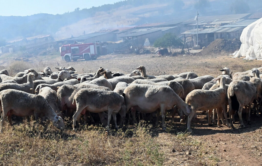 Συνεχείς έλεγχοι για την ευλογιά των αιγοπροβάτων