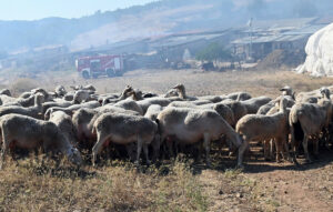 Συνεχείς έλεγχοι για την ευλογιά των αιγοπροβάτων
