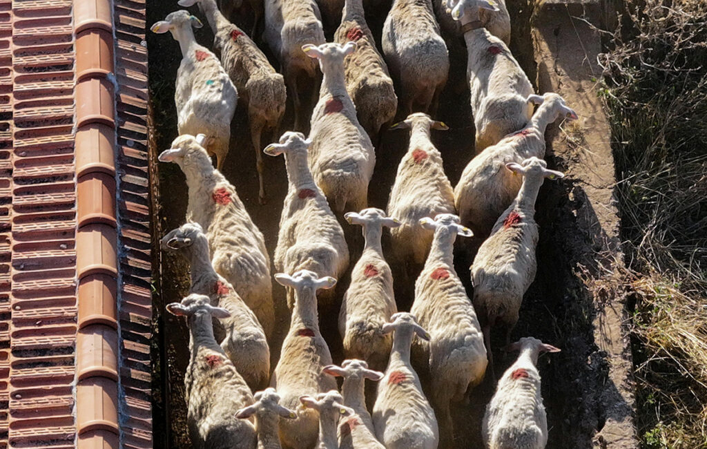 Παράταση προληπτικών μέτρων κατά της ευλογιάς των αιγοπροβάτων στην Κρήτη