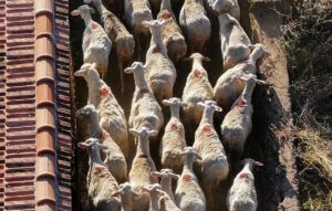 Παράταση προληπτικών μέτρων κατά της ευλογιάς των αιγοπροβάτων στην Κρήτη