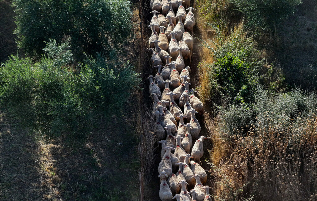 Νέα στήριξη 56 εκατ. ευρώ σε κτηνοτρόφους λόγω ευλογιάς και πανώλης