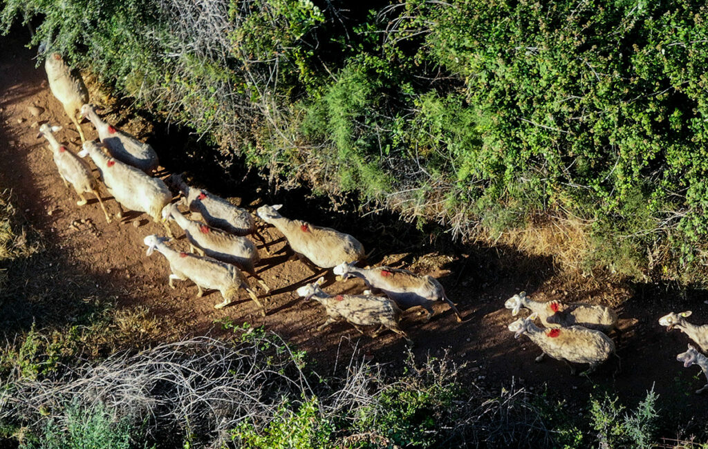 Νέα μέτρα για την κτηνοτροφία προτείνει η Εθνική Επιτροπή Ευλογιάς