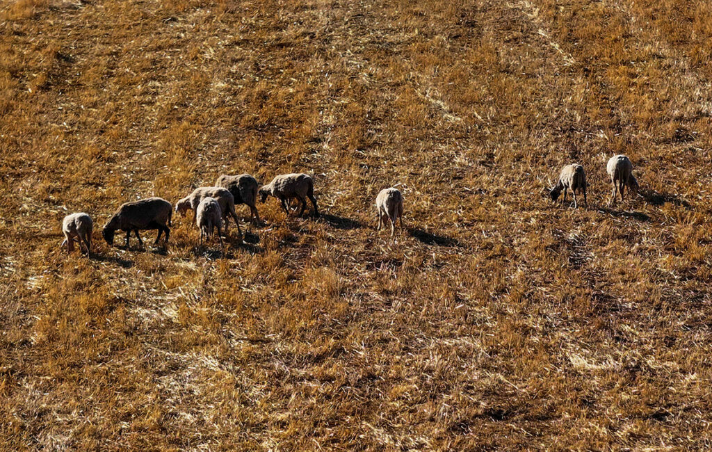 Πάνω από 423 χιλιάδες ζώα θανατώθηκαν λόγω ευλογιάς