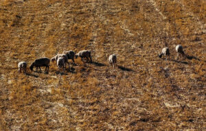 Πάνω από 423 χιλιάδες ζώα θανατώθηκαν λόγω ευλογιάς