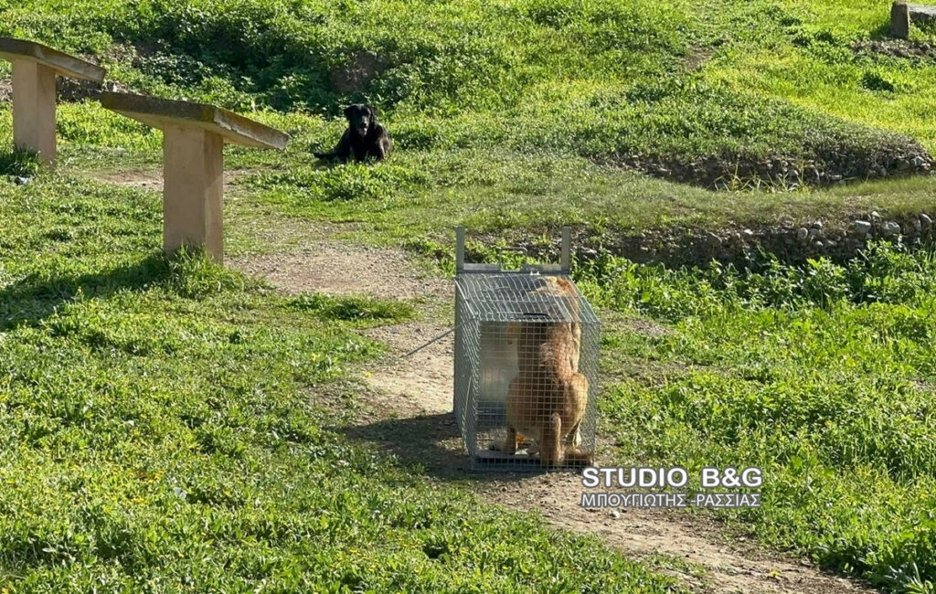Σοβαρός τραυματισμός 17χρονης στο Άργος από επίθεση αδέσποτων σκύλων