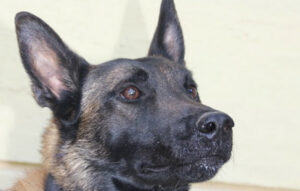 Θλίψη για τον Echo, τον σκύλο ντεντέκτιβ της Anubis