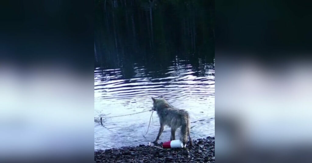 Καναδάς: Λύκαινα εντυπωσιάζει επιστήμονες με την ευφυΐα της